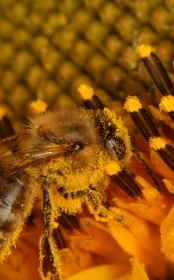 Honigbiene sammelt in einer Sonnenblume